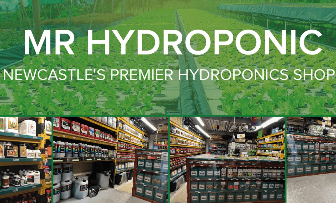 The benefits of Hydroponics